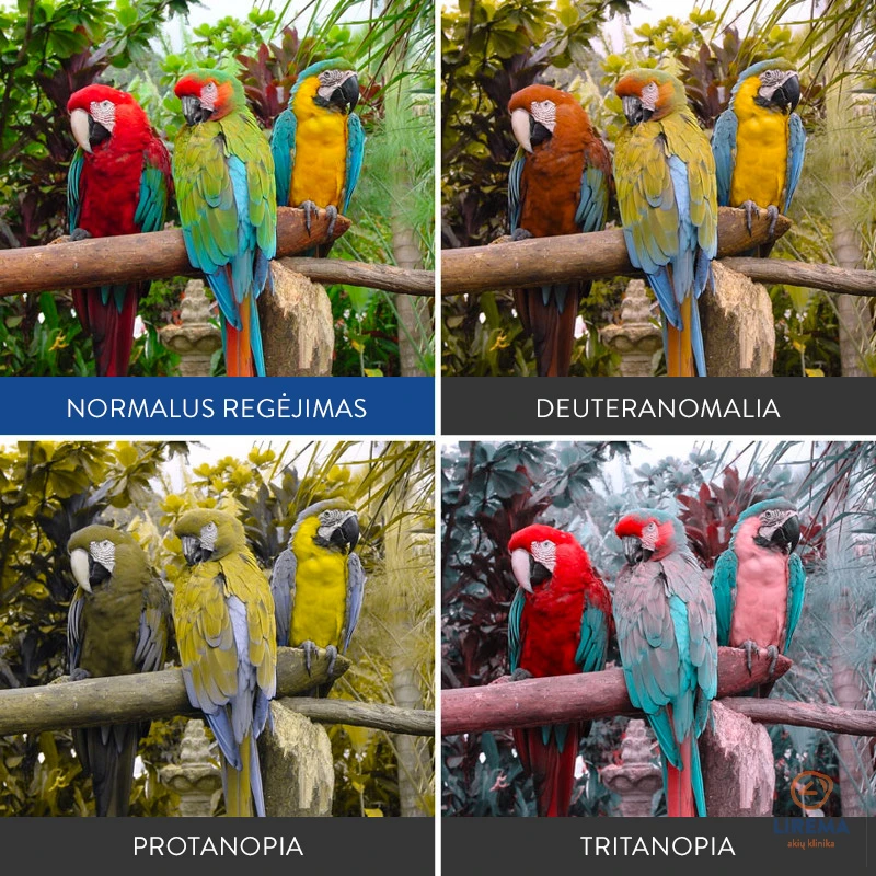 daltonizmas-2
