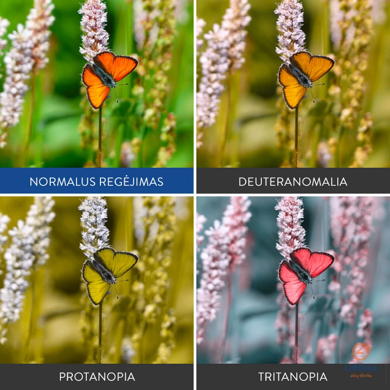 daltonizmas-6